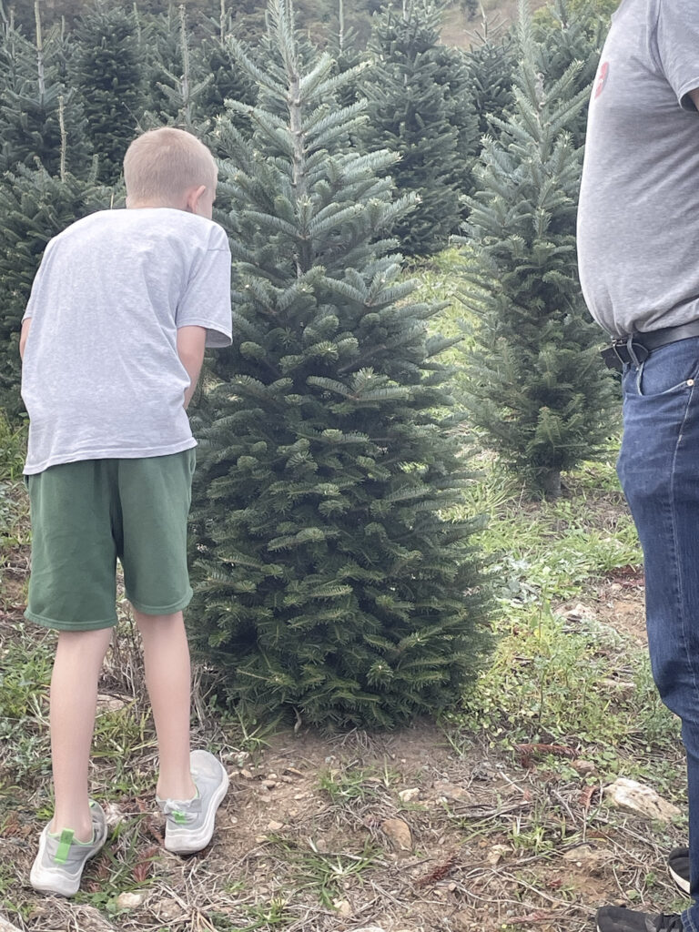 boy smelling christmas trees. 